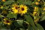 © Copyright - Raphael Kessler 2014 - England - The Eden Project sunflowers