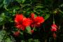 © Copyright - Raphael Kessler 2014 - England - The Eden Project red hibiscus