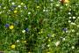 © Copyright - Raphael Kessler 2014 - England - Heligan daisies 1