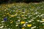 © Copyright - Raphael Kessler 2014 - England - Heligan daisies 2