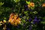(c) Copyright - Raphael Kessler 2013 - England - Scotney - Flowers