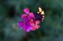 (c) Copyright - Raphael Kessler 2013 - England - Sissinghurst - Flower