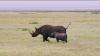 (c) Copyright - Raphael Kessler 2011 - Tanzania - Black Rhino