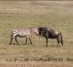 (c) Copyright - Raphael Kessler 2011 - Tanzania - Zebra and gnu get together