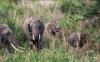 (c) Copyright - Raphael Kessler 2011 - Tanzania - Little elephants