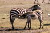 (c) Copyright - Raphael Kessler 2011 - Tanzania - Suckling zebra