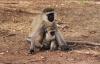 (c) Copyright - Raphael Kessler 2011 - Tanzania - Vervet monkeys