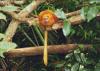(c) Copyright - Raphael Kessler 2011 - Singapore - Golden Tamarind in the zoological gardens