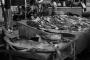 (c) Copyright Raphael Kessler 2012 - Italy - Sicily - Catania fish market