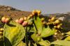 (c) Copyright Raphael Kessler 2012 - Italy - Sicily - Valle dei Templi - Prickly pear cacti