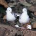 (c) Copyright Raphael Kessler 2011 - New Zealand - Otago Peninsula birds