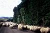 (c) Copyright Raphael Kessler 2011 - New Zealand - Otago Peninsula - Sheep on the road