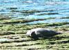 (c) Copyright - Raphael Kessler 2011 - Argentina - Peninsula Valdez - Elephant Seal