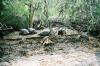 (c) Copyright - Raphael Kessler 2011 - Ecuador - Galapagos - Giant tortoises