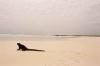 (c) Copyright - Raphael Kessler 2011 - Ecuador - Galapagos - Marine iguana on the beach