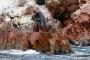 (c) Copyright - Raphael Kessler 2014 - Peru - Paracas - Ballestas Islands - Fur Seal 2