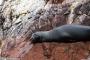 (c) Copyright - Raphael Kessler 2014 - Peru - Paracas - Ballestas Islands - Fur Seal 3