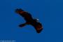 (c) Copyright - Raphael Kessler 2014 - Peru - Colca Canyon - falcon 1