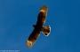 (c) Copyright - Raphael Kessler 2014 - Peru - Colca Canyon - falcon sun behind