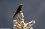 (c) Copyright - Raphael Kessler 2014 - Peru - Colca Canyon - hummingbird 