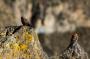 (c) Copyright - Raphael Kessler 2014 - Peru - Colca Canyon - falcons