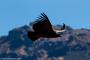 (c) Copyright - Raphael Kessler 2014 - Peru - Colca Canyon - Female Condor 7