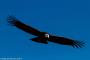 (c) Copyright - Raphael Kessler 2014 - Peru - Colca Canyon - Male Condor 10
