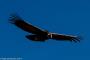 (c) Copyright - Raphael Kessler 2014 - Peru - Colca Canyon - Male Condor 11