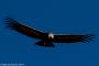 (c) Copyright - Raphael Kessler 2014 - Peru - Colca Canyon - Male Condor 12