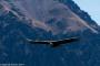 (c) Copyright - Raphael Kessler 2014 - Peru - Colca Canyon - Male Condor 14