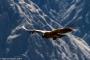 (c) Copyright - Raphael Kessler 2014 - Peru - Colca Canyon - Female Condor 8