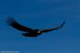 (c) Copyright - Raphael Kessler 2014 - Peru - Colca Canyon - Male Condor 15