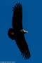 (c) Copyright - Raphael Kessler 2014 - Peru - Colca Canyon - Male Condor 17
