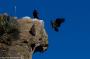 (c) Copyright - Raphael Kessler 2014 - Peru - Colca Canyon - Condor Group 1