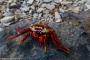 (c) Copyright - Raphael Kessler 2014 - Peru - Paracas - Crab