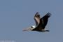 (c) Copyright - Raphael Kessler 2014 - Peru - Paracas - Pelican in flight