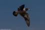 (c) Copyright - Raphael Kessler 2014 - Peru - Paracas - bird 6