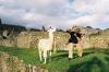 (c) Copyright - Raphael Kessler 2011 - Peru - Macchu Picchu - Llama wrestling 