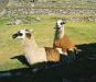 (c) Copyright - Raphael Kessler 2011 - Peru - Macchu Picchu - Llamas shagging