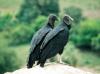 (c) Copyright - Raphael Kessler 2011 - Peru - Sipan - Vultures