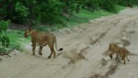 © Copyright Raphael Kessler - Botswana - Lioness And Cub