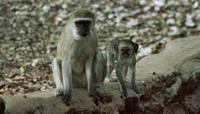 © Copyright - Raphael Kessler  - Botswana  - Vervet monkeys