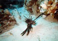 © Copyright - Raphael Kessler 2011 - Egypt - Marsa Alam - Lionfish