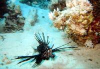 © Copyright - Raphael Kessler 2011 - Egypt - Marsa Alam - Lionfish
