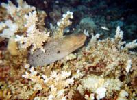 © Copyright - Raphael Kessler 2011 - Egypt - Marsa Alam - fish