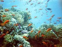 © Copyright - Raphael Kessler 2011 - Egypt - Marsa Alam - fish