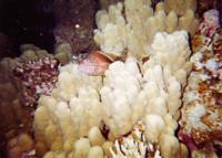 © Copyright - Raphael Kessler 2011 - Egypt - Marsa Alam - fish