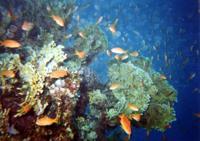 © Copyright - Raphael Kessler 2011 - Egypt - Marsa Alam - fish