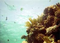 © Copyright - Raphael Kessler 2011 - Egypt - Marsa Alam - fish