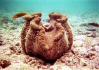 © Copyright - Raphael Kessler 2011 - Egypt - Marsa Alam - clam